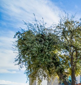 High Plains Apartment Homes 3727 Andrews Hwy Odessa Tx