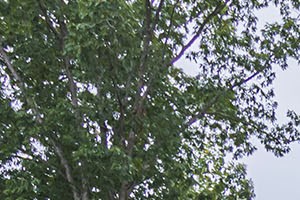 Dog Run at Ultris Courthouse Square Apartments in Stafford, Virginia, VA