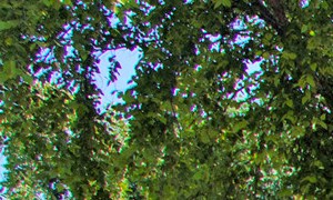 Photos And Video Of Steeplechase On Maple In Omaha Ne