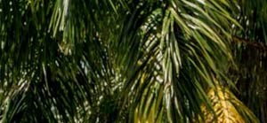 International Cafe Of Palm Beach Lake Worth Fl International Cafe Of Palm Beach Lake Worth Fl