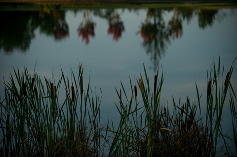 The Cottages At Watercress
