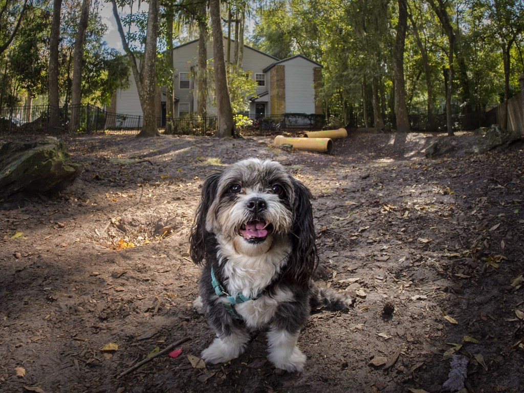 a dog sitting in the dirt in front of a house