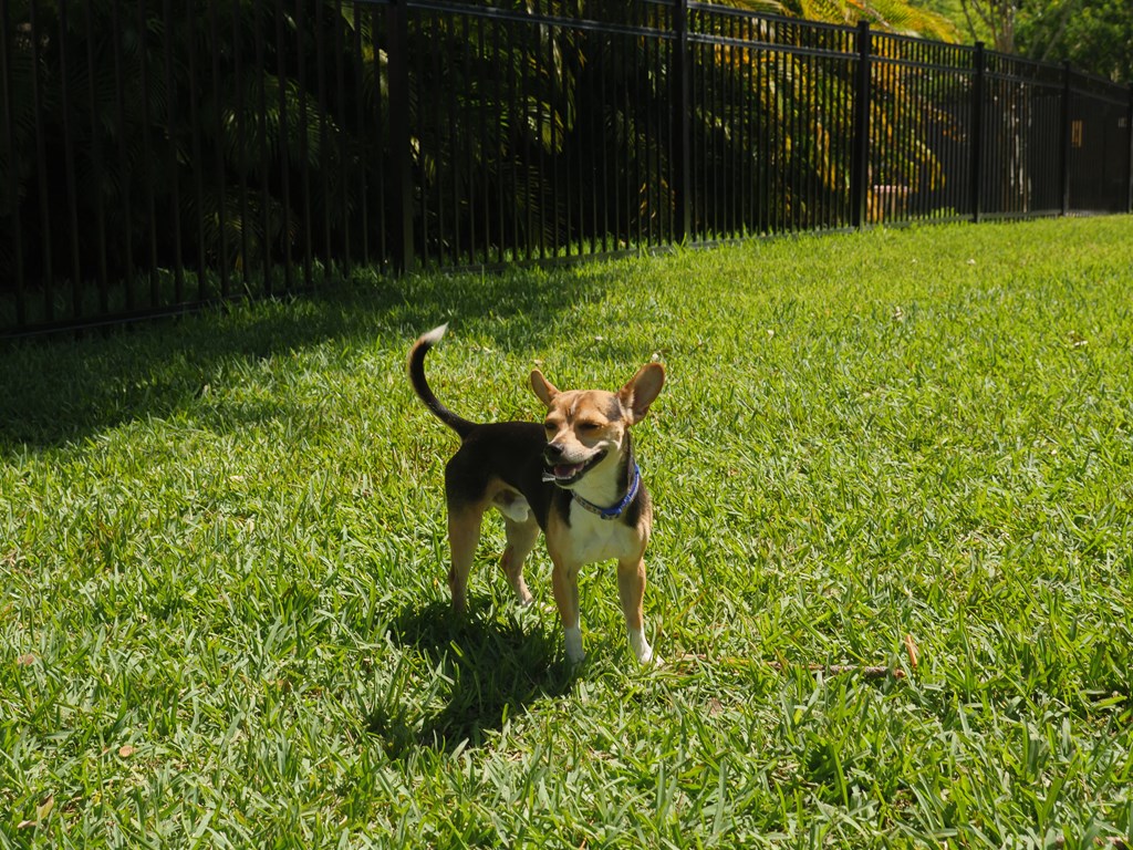 a small dog standing in the grass