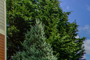 Commons At Sylvan Highlands Apartments In Portland