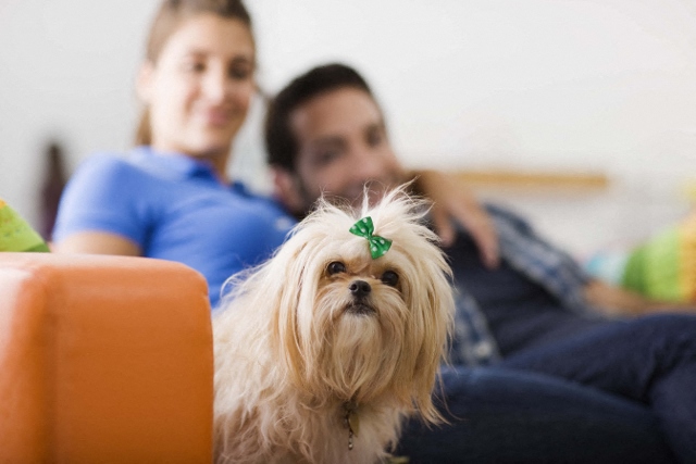 a dog sitting on a couch with a couple in the background
