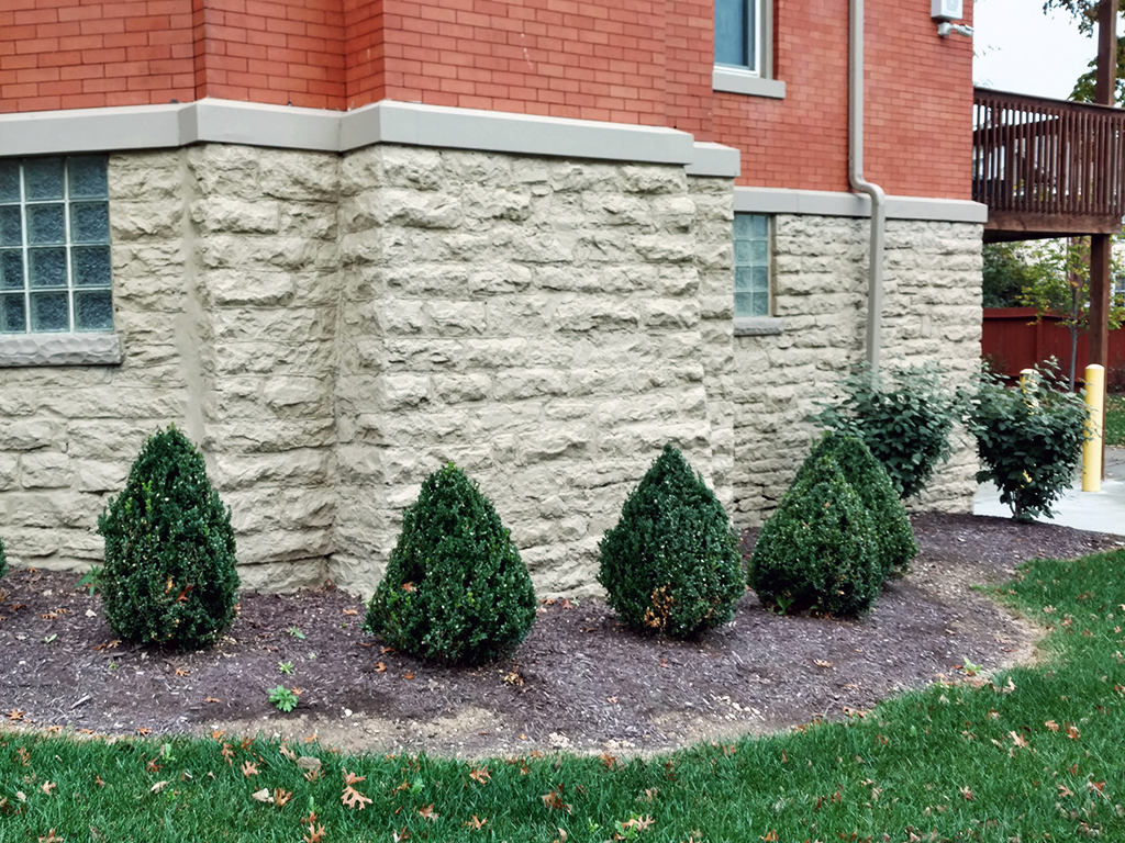 a row of small shrubs in front of a house