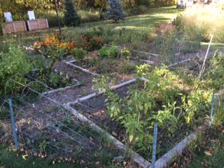 a garden with many different plants in it
