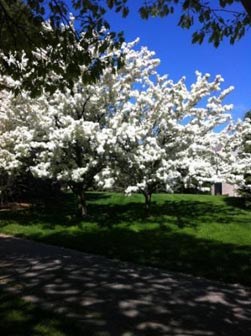 Beautiful Mature Trees! - Photo Gallery 3