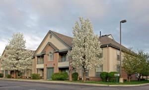 two flowering trees in front of an apartment building