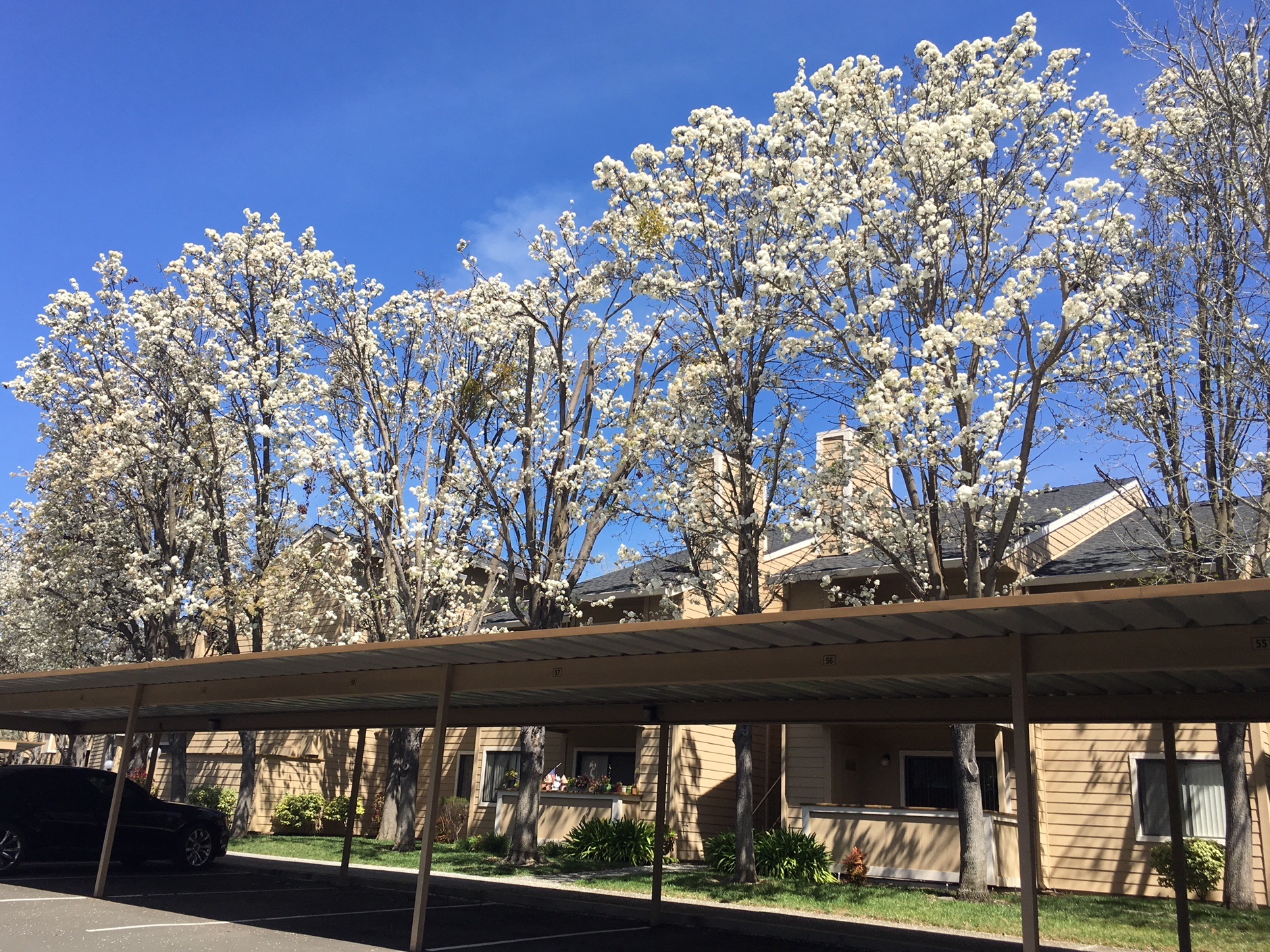 Club Pacifica Apartments, 1300 Southampton Rd, Benicia, CA - RentCafe