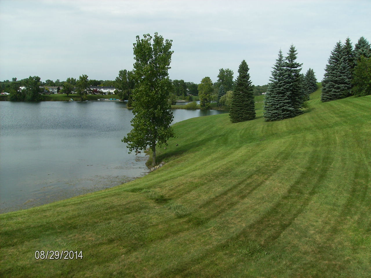 a tree in a field next to a body of water