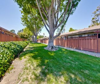 Dog-Friendly Apartments in Sunnyvale, CA - Cherry Blossom - Courtyard with Lush Landscaping and Paved Walkway Along Fenced Property