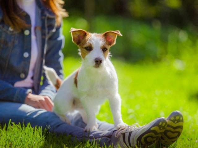 a small white and brown dog standing next to a person