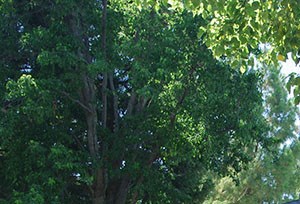 Apartments in Vacaville, Ca Leasing office Leasing office and parking Hidden Creek Apts rentals in Vacaville Ca 95687 - Photo Gallery