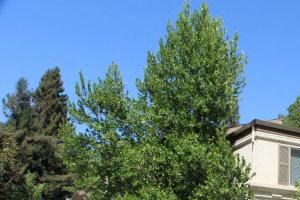 Apartments for Rent in Sacramento CA - La Provence - Building's Exterior, Trees, Manicured Lawn, and Paved Sidewalk