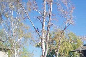 pool l Muirwood Garden Apartments Martinez CA - Photo Gallery 5