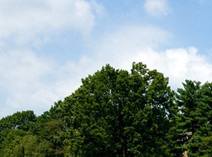 Golf Course at Fairway, Reston, VA,20190