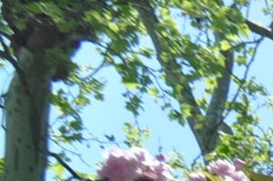 Exterior tree in courtyard - Photo Gallery 5