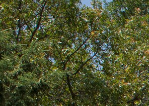 Rock Ridge Homes 121 Rock Ridge Drive Woonsocket Ri