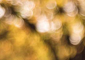 Bark Park and Pet Washing Station Available 1 Whittemore Avenue 1-4 Beds Apartment for Rent - Photo Gallery 15