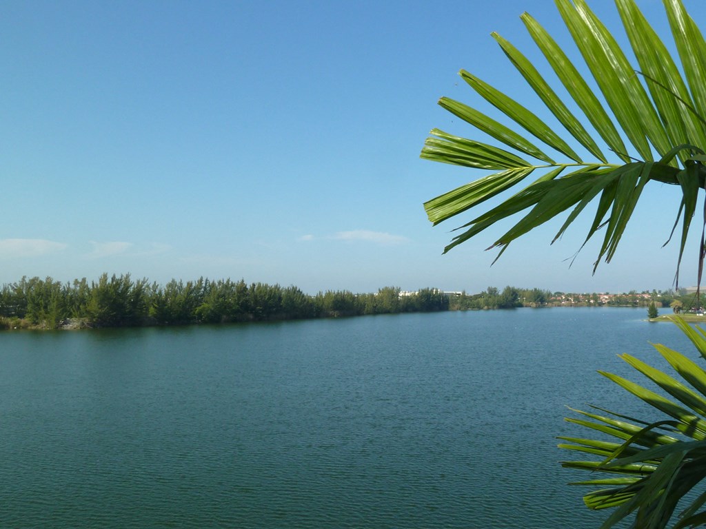 a view of a body of water with a palm tree