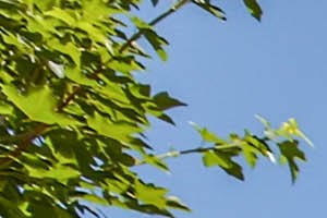 Maple Leaf Apartments | Apartments in Arvada, CO