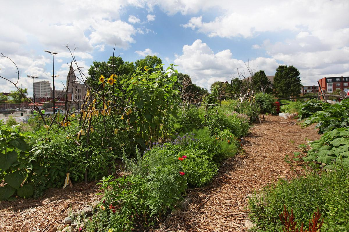 a garden with herbs and other plants and a city in the background