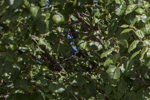 Broadway Village Apartments, 751 Gunstra Lane, Greenfield, IN - RENTCafé