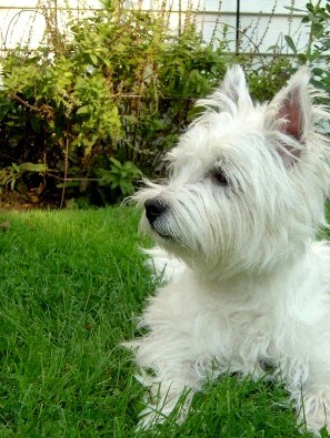 Dog Friendly Property Dog Friendly Property - Photo Gallery 2