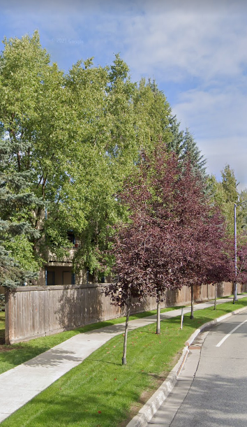 a street with trees and a sidewalk and a fence