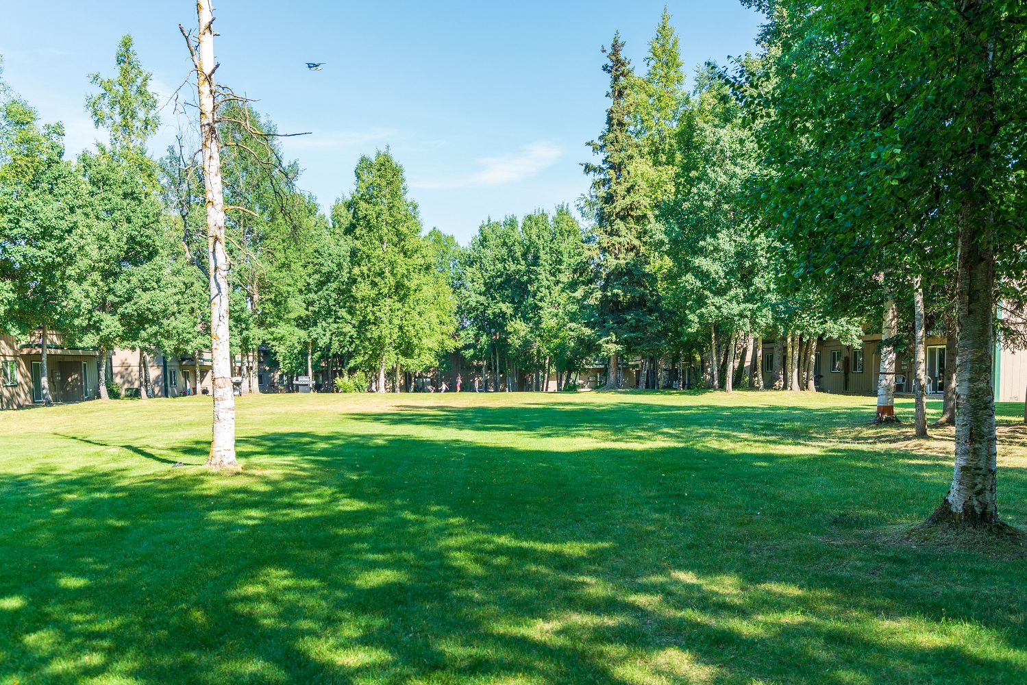 a park with grass and trees on a sunny day