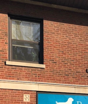 Berglund Animal Hospital