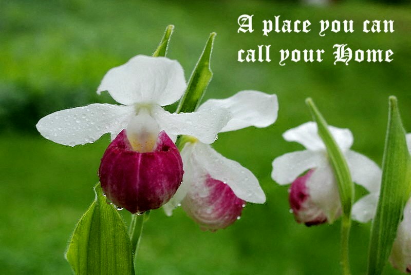 a place you can call your home quote with white and purple flowers