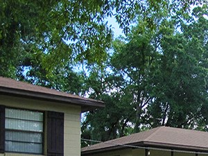 Forest Lake Apartments Jacksonville Fl Forest Lake Apartments Jacksonville Fl