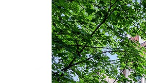 818 20 Forest Ave Rentals Evanston Il Rentcafe