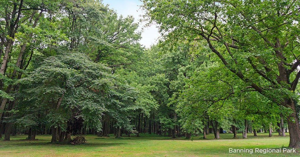 a group of trees in a park with grass