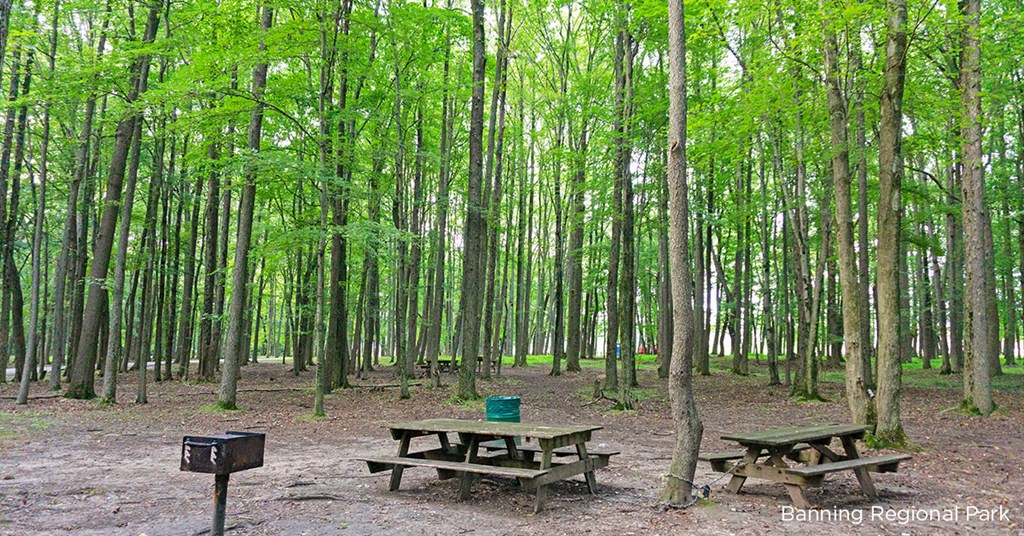 a group of picnic tables in the forest