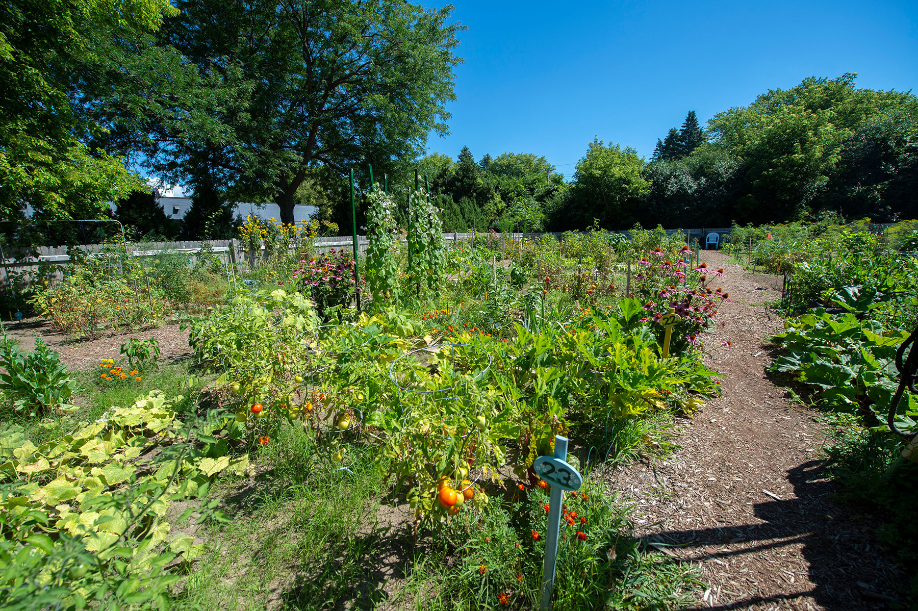 a garden with many different types of plants in it