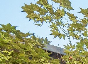 Francis Park Building Exterior Walking Path - Photo Gallery