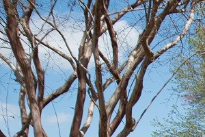 Willows At North End Apartments 425 Willowdale Drive
