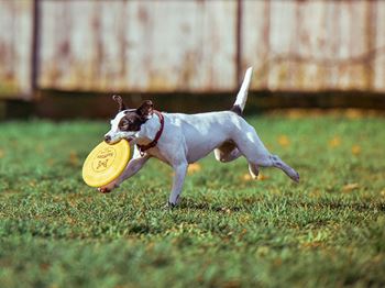 Dog Catching Frisbee at Off-Leash Dog Park at Pet Friendly Apartments Near Denver