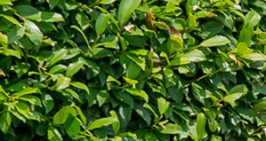 Warwick Village Apartments in Newport News VA