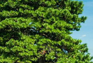 Green Vistas Green Vistas