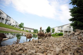 4045-A Langston Place 1-2 Beds Apartment for Rent - Photo Gallery 2