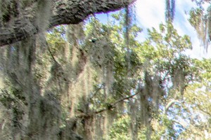 Tampa Fl Studio Apartments For Rent Rentcaf 233