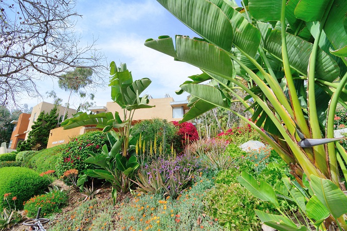 a garden with banana trees and other plants