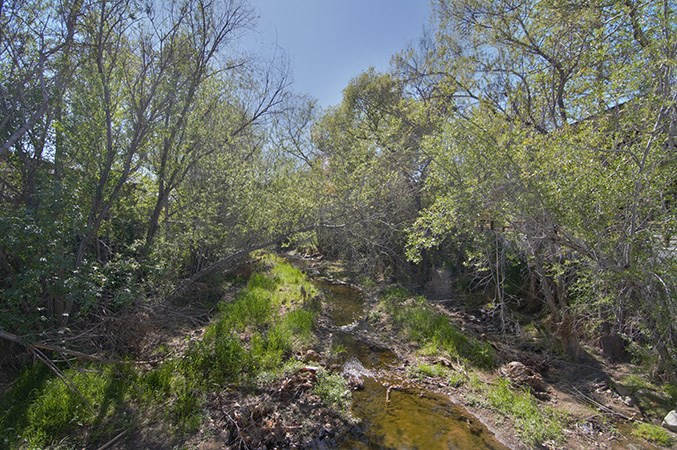 a stream running through a forest of trees