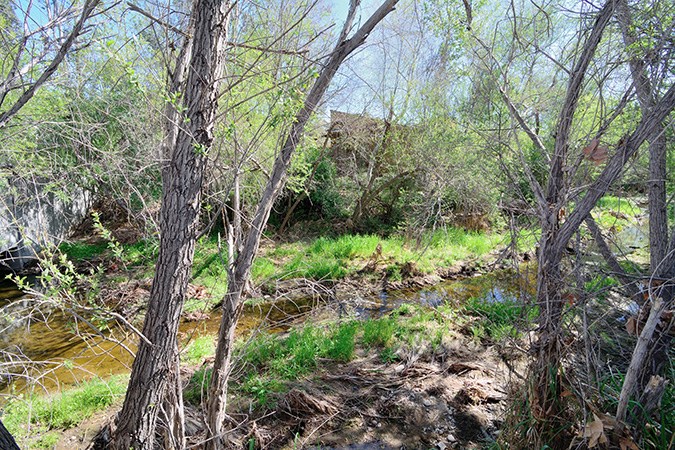 a stream running through a forest with trees