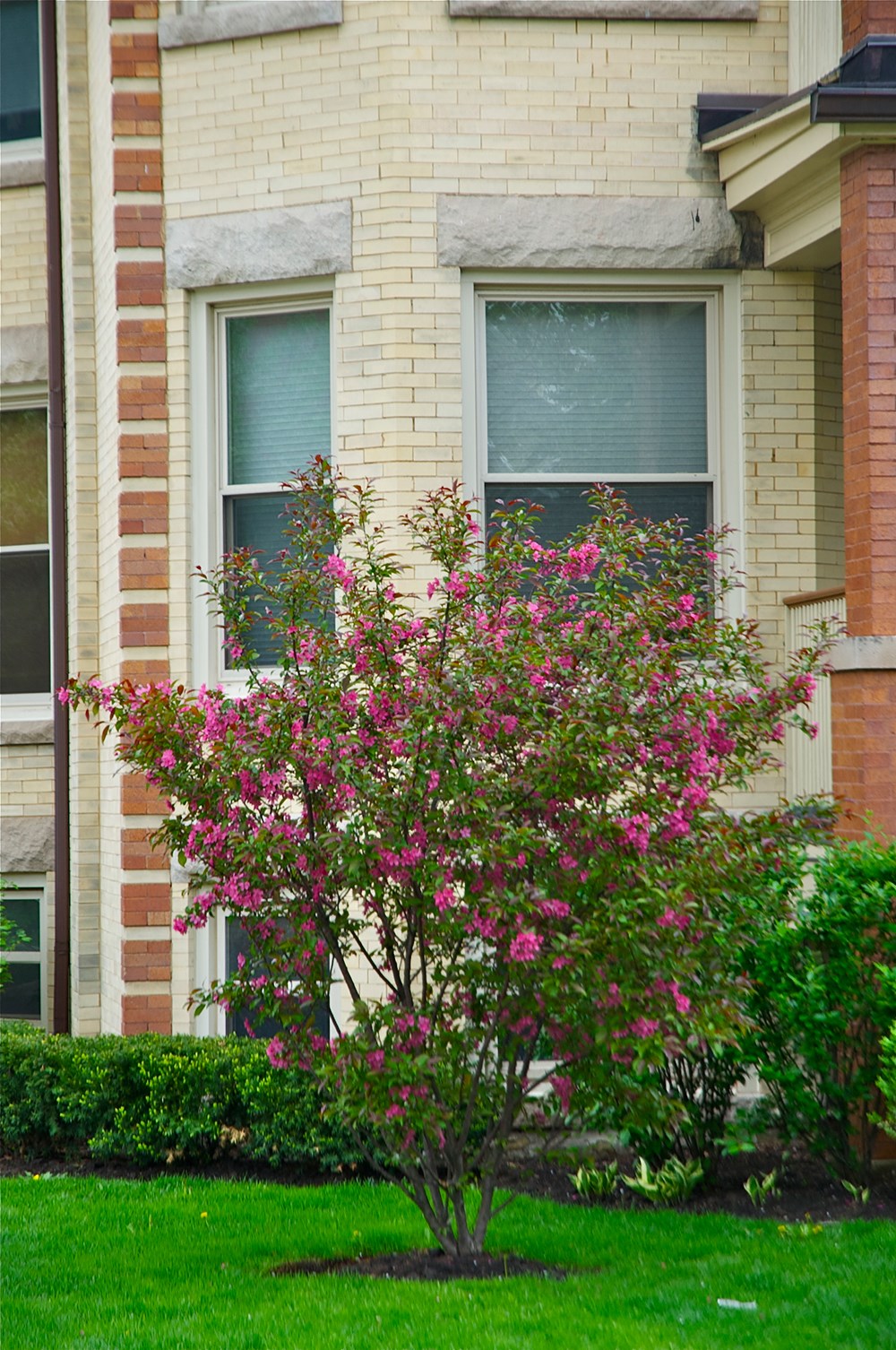 a tree with pink flowers in front of a building