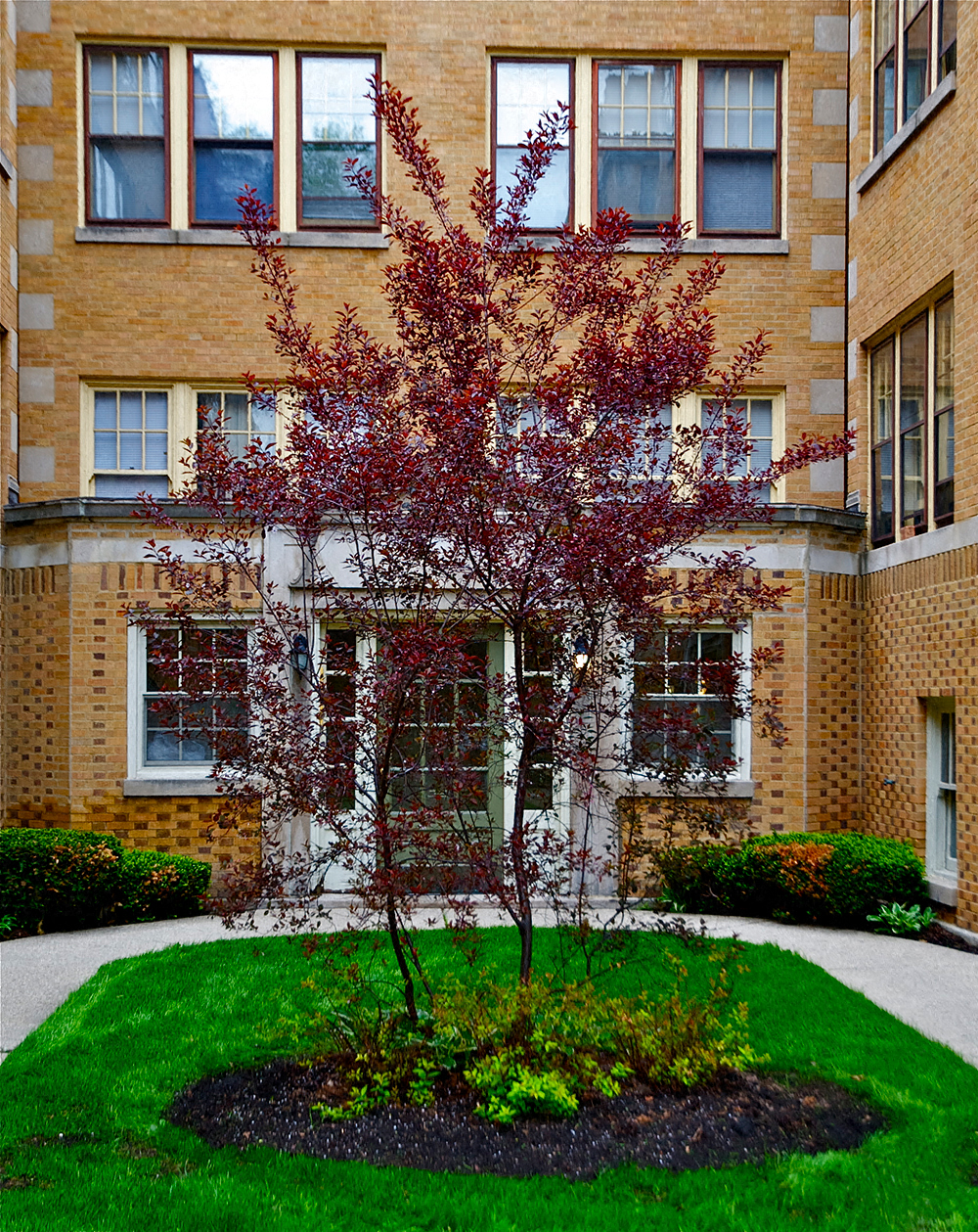 a tree with red leaves in front of a building